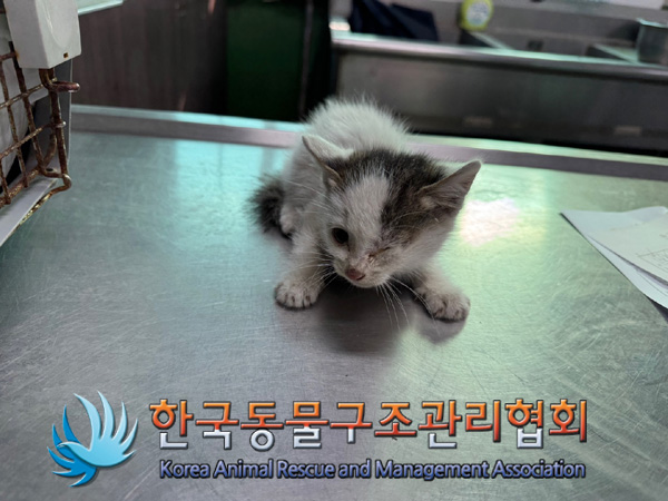 한국동물구조관리협회_411300202400452